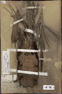 spécimen de Butia paraguayensis