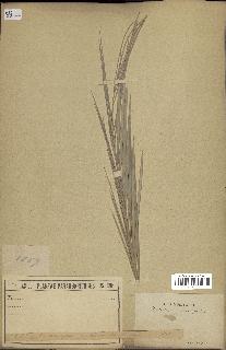 spécimen de Allagoptera leucocalyx