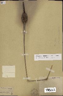 spécimen de Allagoptera leucocalyx