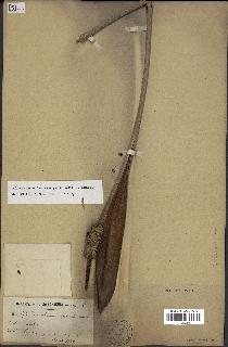 spécimen de Allagoptera leucocalyx