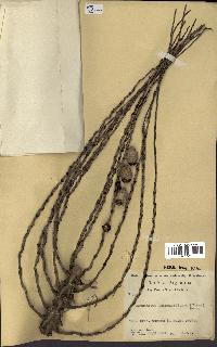 spécimen de Syagrus romanzoffiana
