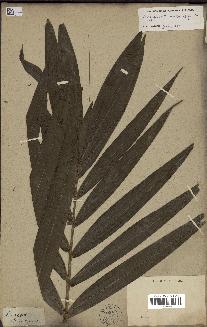 spécimen de Cocos sp.