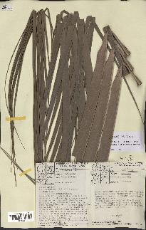 spécimen de Cocos nucifera