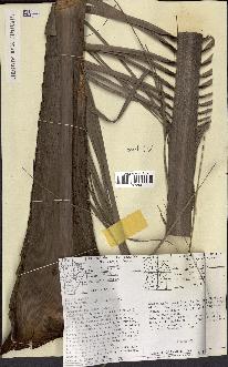 spécimen de Cocos nucifera