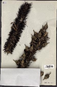 spécimen de Astrocaryum rodriguesii