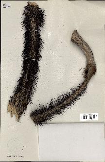spécimen de Astrocaryum rodriguesii