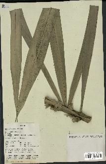 spécimen de Syagrus sancona
