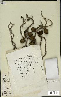 spécimen de Syagrus sancona