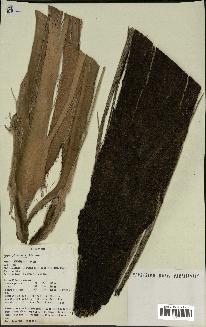 spécimen de Syagrus sancona