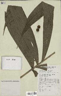 spécimen de Areca sp.