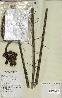 spécimen de Areca sp.