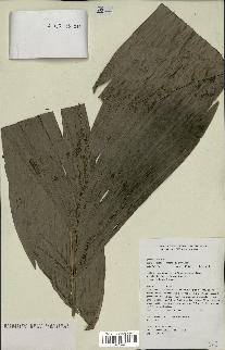 spécimen de Areca sp.