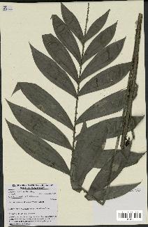 spécimen de Laccosperma laeve