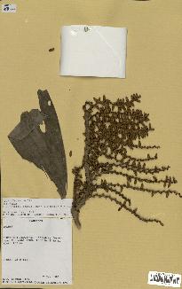 spécimen de Laccosperma opacum