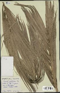 spécimen de Phoenix reclinata