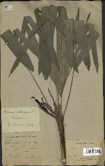 spécimen de Rhapis flabelliformis