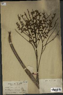 spécimen de Heterospathe sp.