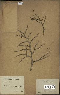 spécimen de Areca sp.