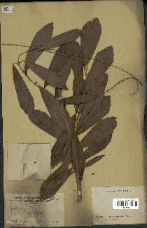 spécimen de Korthalsia sp.