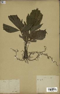 spécimen de Caryota sp.