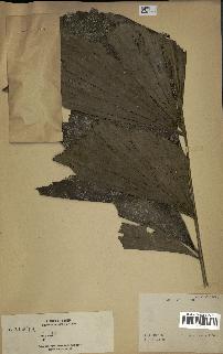 spécimen de Caryota sp.