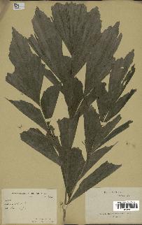 spécimen de Caryota sp.