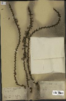 spécimen de Caryota sp.