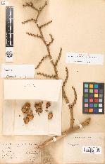 spécimen de Calamus sp.