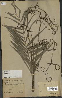 spécimen de Calamus sp.