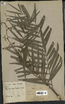 spécimen de Calamus sp.