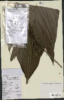spécimen de Bactris sp.