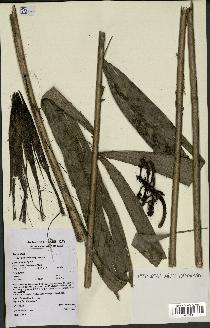 spécimen de Bactris acanthocarpa