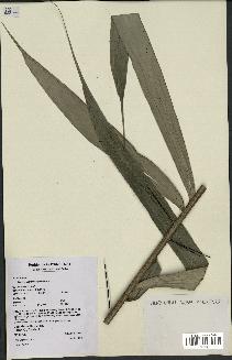 spécimen de Bactris acanthocarpa