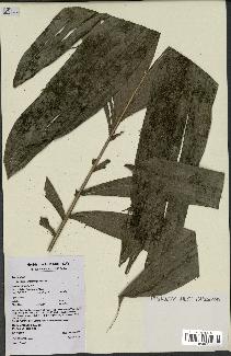 spécimen de Bactris acanthocarpa