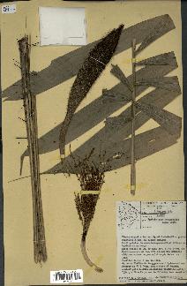 spécimen de Bactris acanthocarpoides