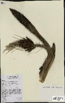 spécimen de Bactris acanthocarpoides