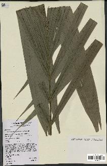 spécimen de Bactris acanthocarpoides