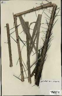spécimen de Bactris acanthocarpoides
