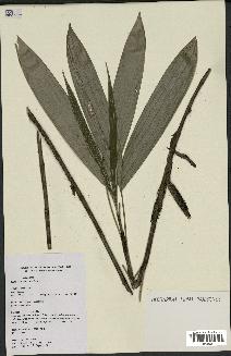 spécimen de Bactris aubletiana