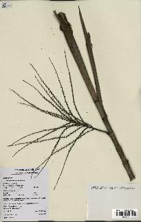 spécimen de Hyospathe elegans