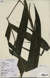 spécimen de Hyospathe elegans