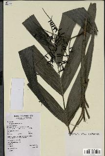 spécimen de Hyospathe elegans