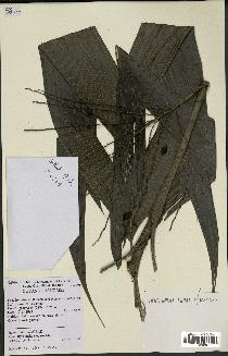 spécimen de Hyospathe elegans