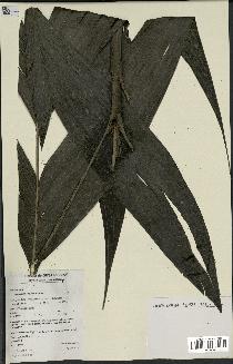 spécimen de Hyospathe elegans