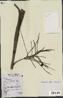 spécimen de Hyospathe elegans