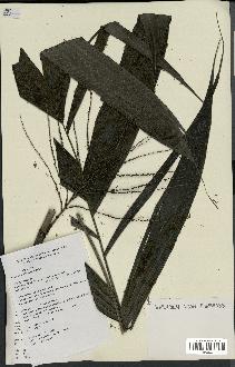 spécimen de Hyospathe elegans