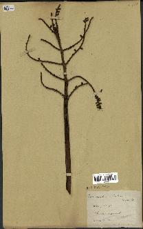 spécimen de Eremospatha cabrae