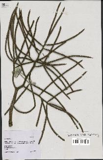 spécimen de Wendlandiella sp.