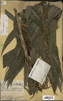 spécimen de Geonoma piscicauda