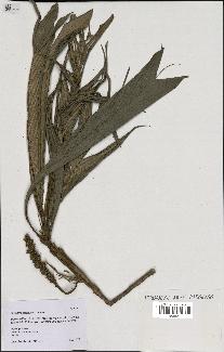 spécimen de Geonoma piscicauda